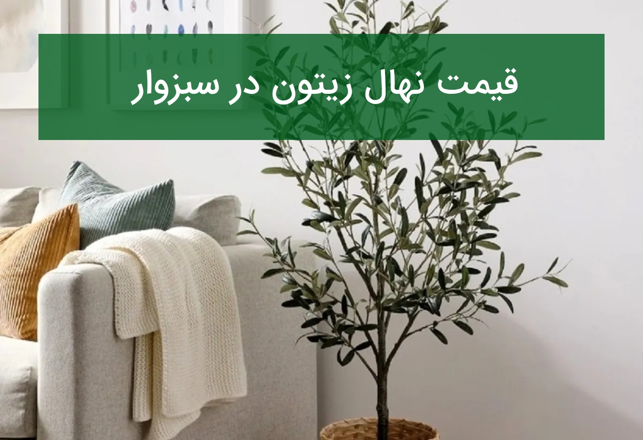 قیمت نهال زیتون در سبزوار؛ بررسی نهال‌های مناسب اقلیم خشک