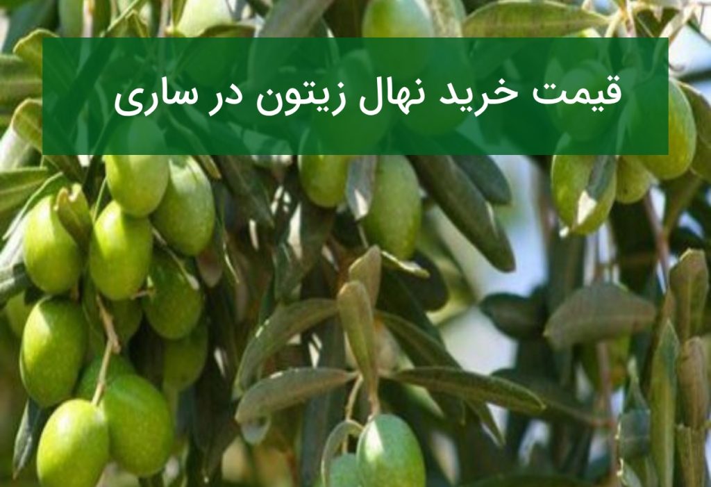 قیمت خرید نهال زیتون در ساری؛ ارقام مناسب برای مناطق شمالی