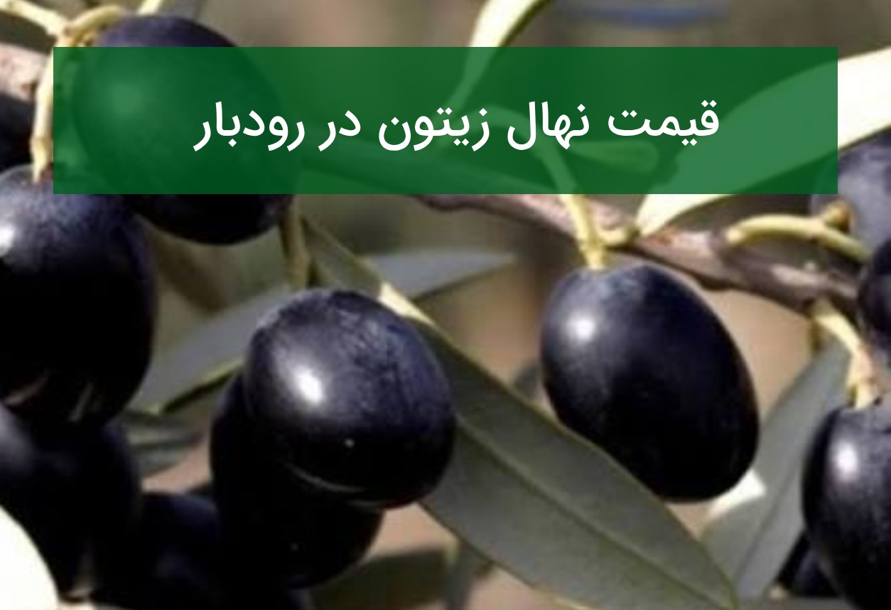 قیمت نهال زیتون در رودبار؛ خرید نهال مناسب برای باغ‌های زیتون در تابستان ۱۴۰۵