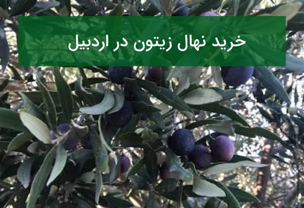 خرید نهال زیتون در اردبیل؛ آیا کاشت زیتون در این منطقه مناسب است؟ تابستان ۱۴۰۵