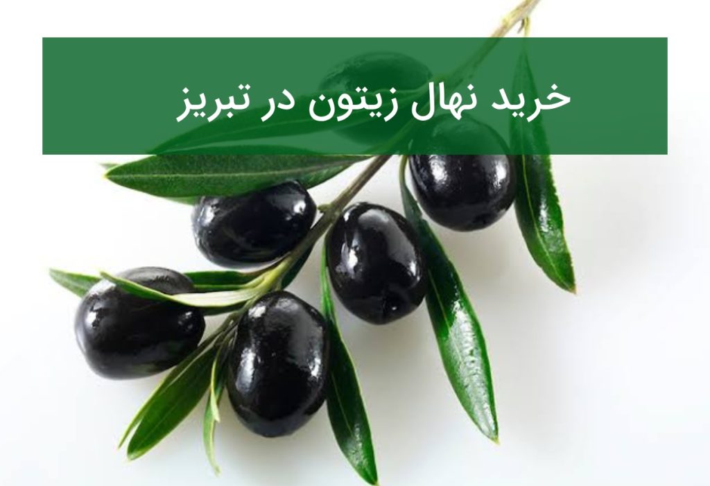 خرید نهال زیتون در تبریز؛ قیمت، ارقام مناسب و شرایط کاشت در تابستان ۱۴۰۵