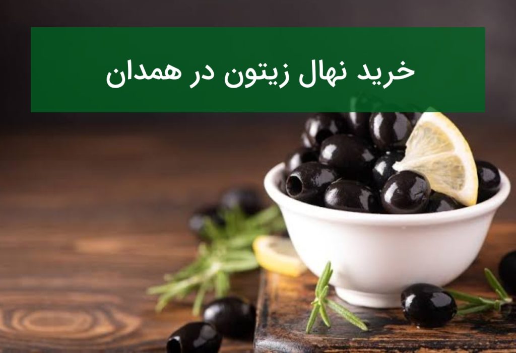 خرید نهال زیتون در همدان؛ بررسی شرایط کاشت و قیمت نهال در تابستان ۱۴۰۵