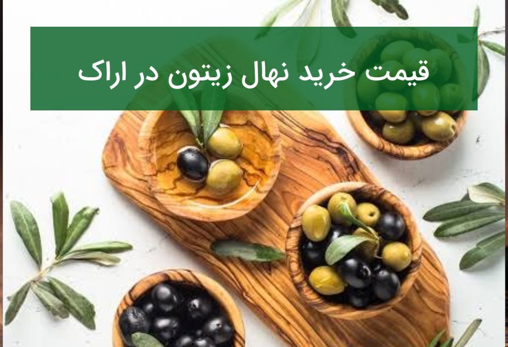 قیمت خرید نهال زیتون در اراک؛ راهنمای انتخاب نهال مناسب در تابستان ۱۴۰۵