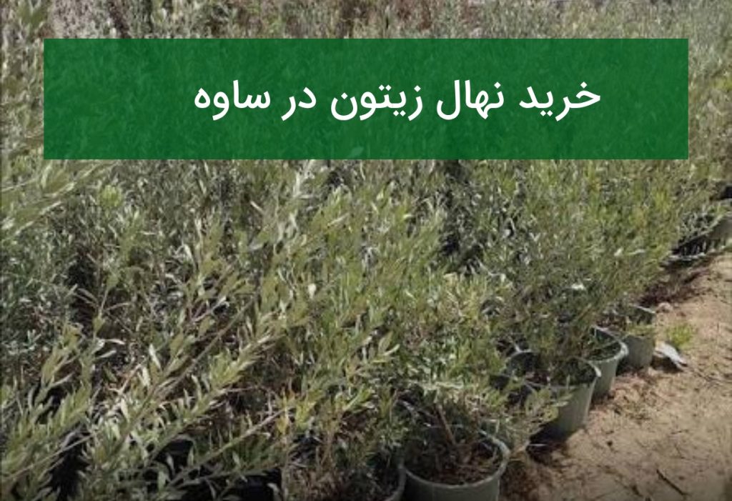 خرید نهال زیتون در ساوه؛ قیمت روز و بهترین ارقام قابل کشت