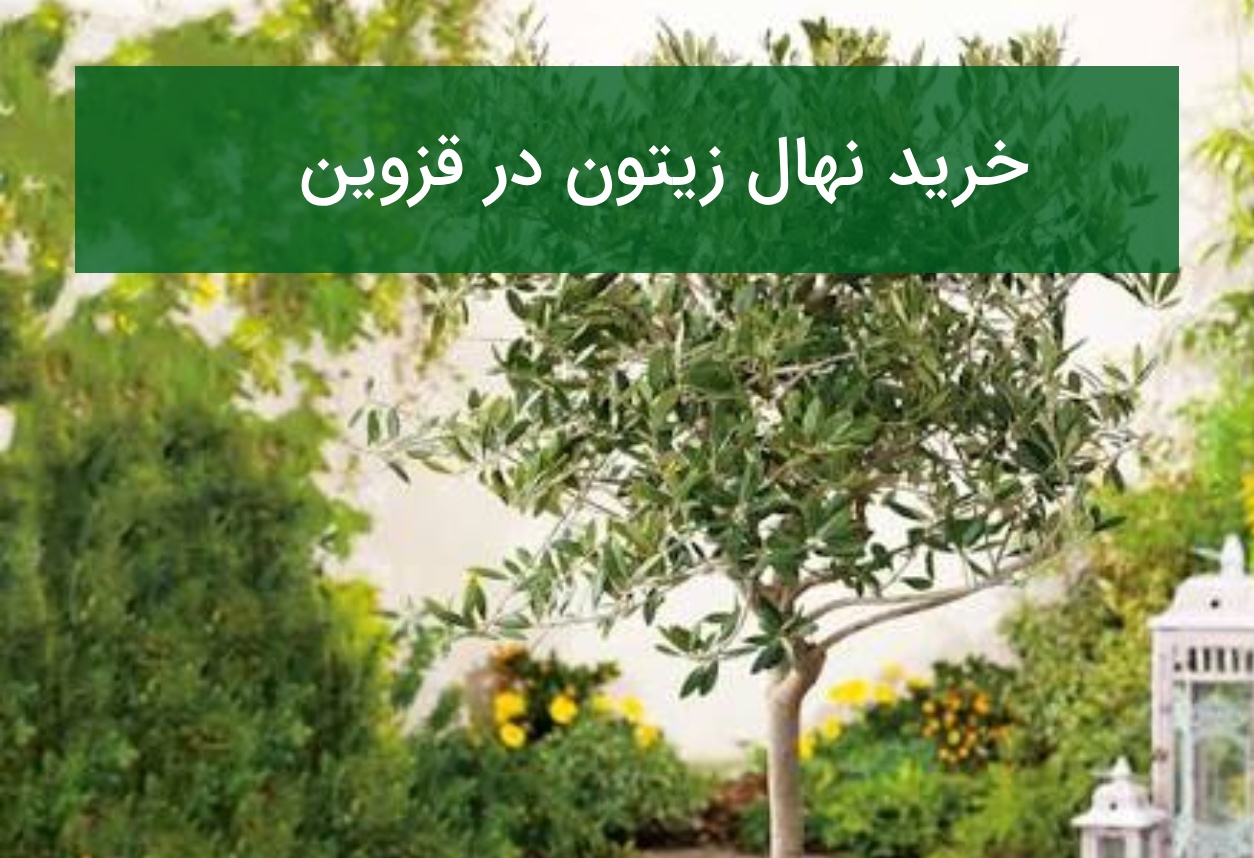 خرید نهال زیتون در قزوین با قیمت مناسب و تضمین سلامت