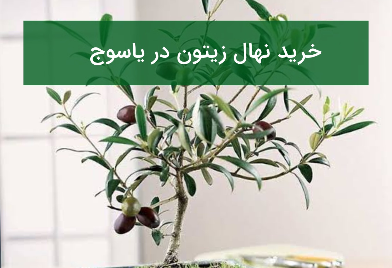 خرید نهال زیتون در یاسوج؛ بررسی شرایط کاشت و قیمت نهال در تابستان ۱۴۰۵