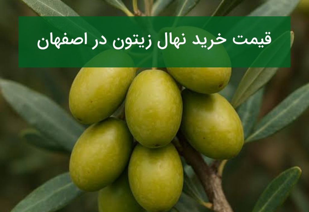 قیمت خرید نهال زیتون در اصفهان؛ بهترین ارقام برای کاشت در تابستان ۱۴۰۵
