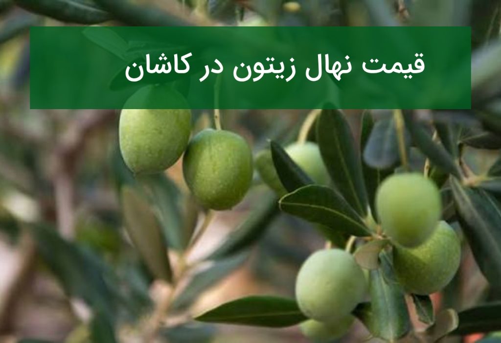 قیمت نهال زیتون در کاشان؛ خرید نهال مقاوم به خشکی در تابستان ۱۴۰۵