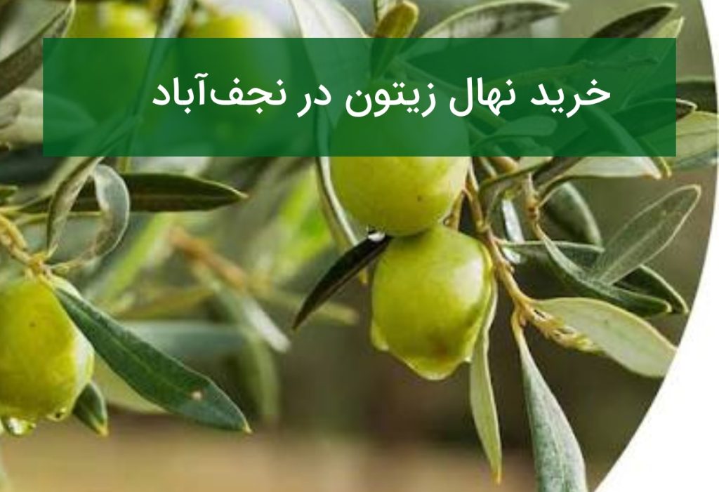 خرید نهال زیتون در نجف‌آباد؛ قیمت روز و نکات انتخاب نهال در تابستان ۱۴۰۵