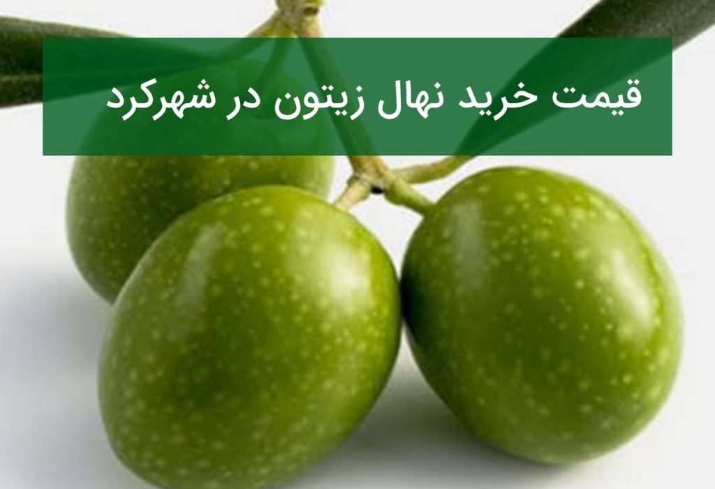 قیمت خرید نهال زیتون در شهرکرد؛ بررسی امکان کاشت زیتون در تابستان ۱۴۰۵