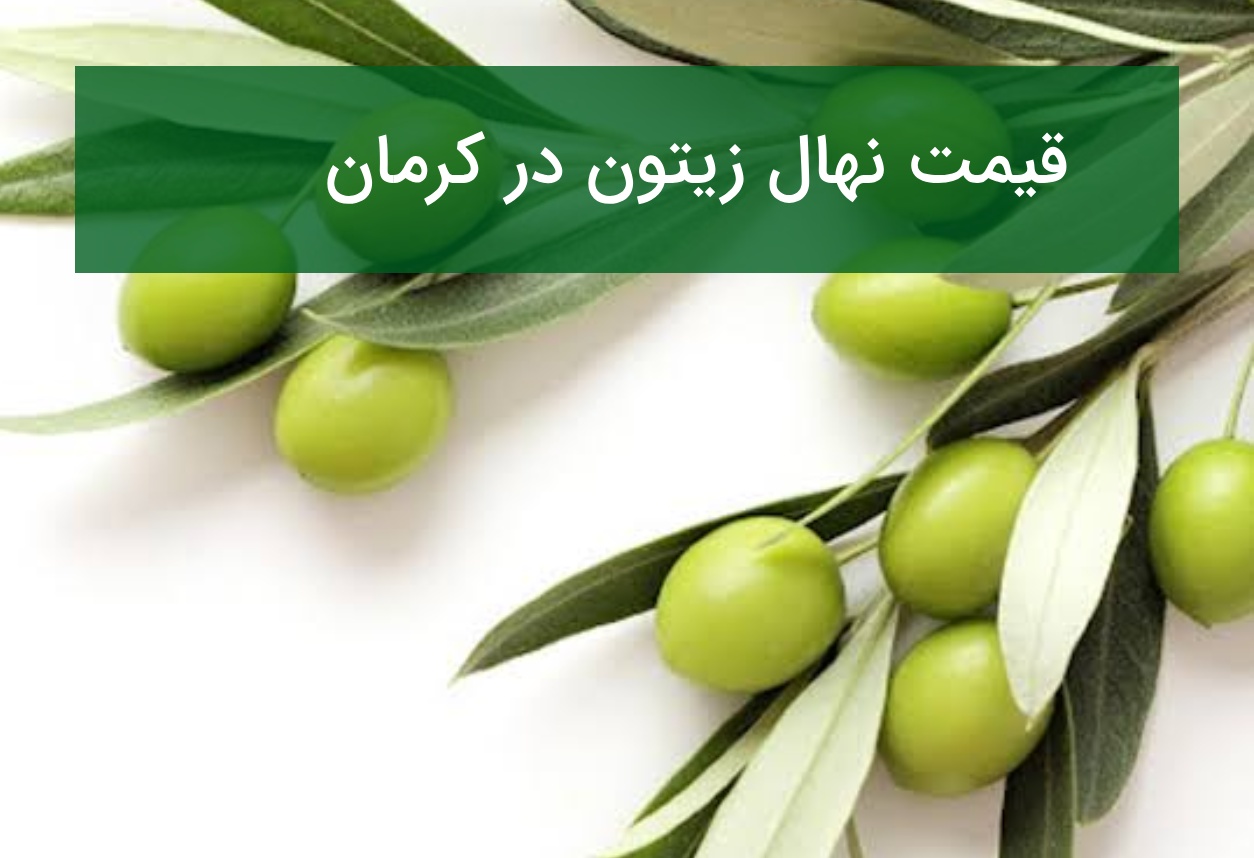 قیمت نهال زیتون در کرمان؛ ارقام مناسب مناطق گرم و خشک در تابستان ۱۴۰۵
