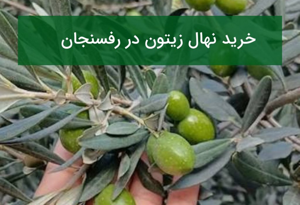 خرید نهال زیتون در رفسنجان؛ قیمت و شرایط احداث باغ