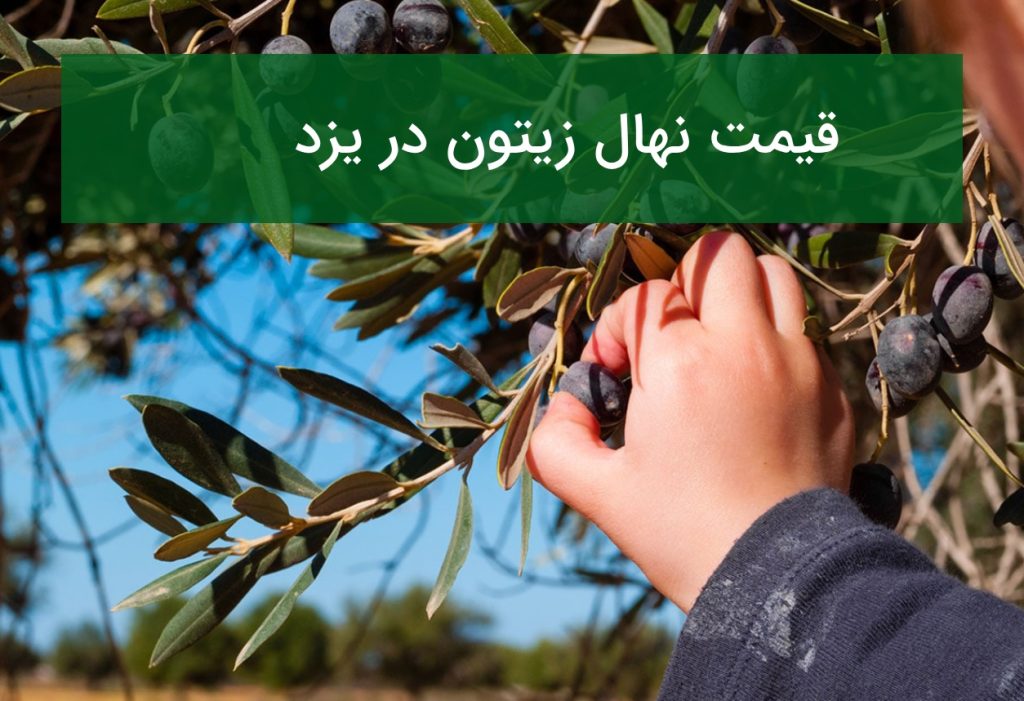 قیمت نهال زیتون در یزد؛ راهنمای انتخاب نهال کم‌آب‌بر