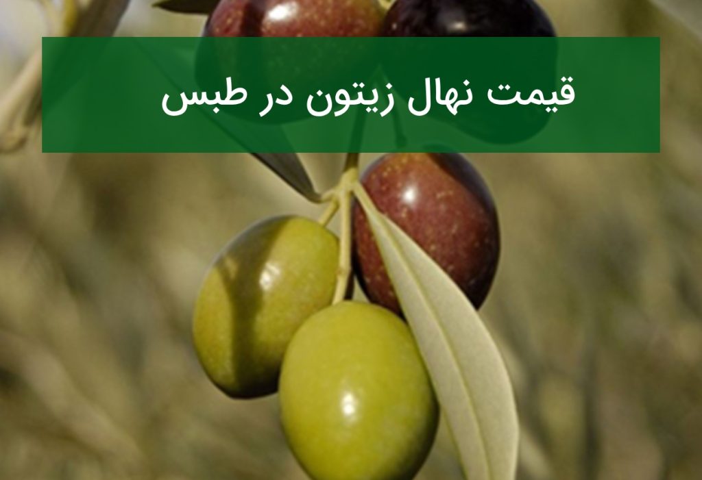 قیمت نهال زیتون در طبس؛ خرید نهال مقاوم به گرما و کم‌آبی در تابستان ۱۴۰۵