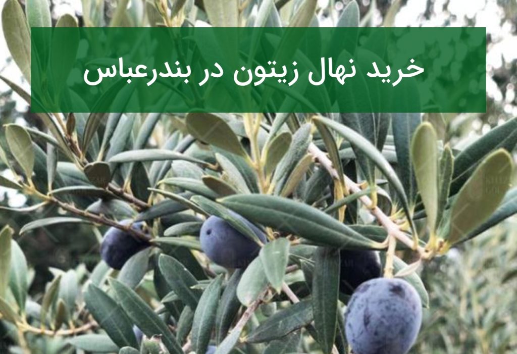 خرید نهال زیتون در بندرعباس؛ بررسی ارقام مناسب اقلیم گرم در تابستان ۱۴۰۵