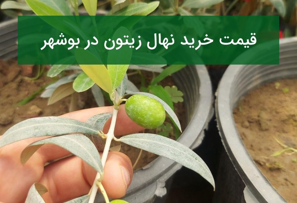 قیمت خرید نهال زیتون در بوشهر؛ راهنمای کاشت و انتخاب نهال