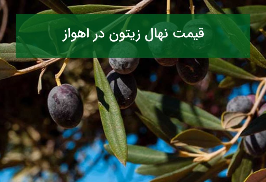 قیمت نهال زیتون در اهواز؛ بررسی شرایط آب‌وهوایی و ارقام مناسب در تابستان ۱۴۰۵