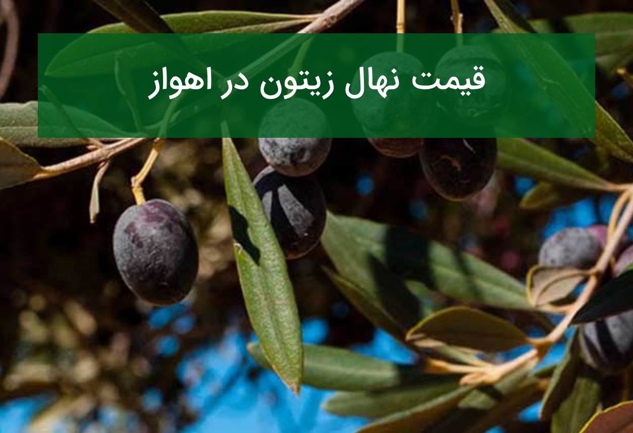 قیمت نهال زیتون در اهواز؛ بررسی شرایط آب‌وهوایی و ارقام مناسب در تابستان ۱۴۰۵