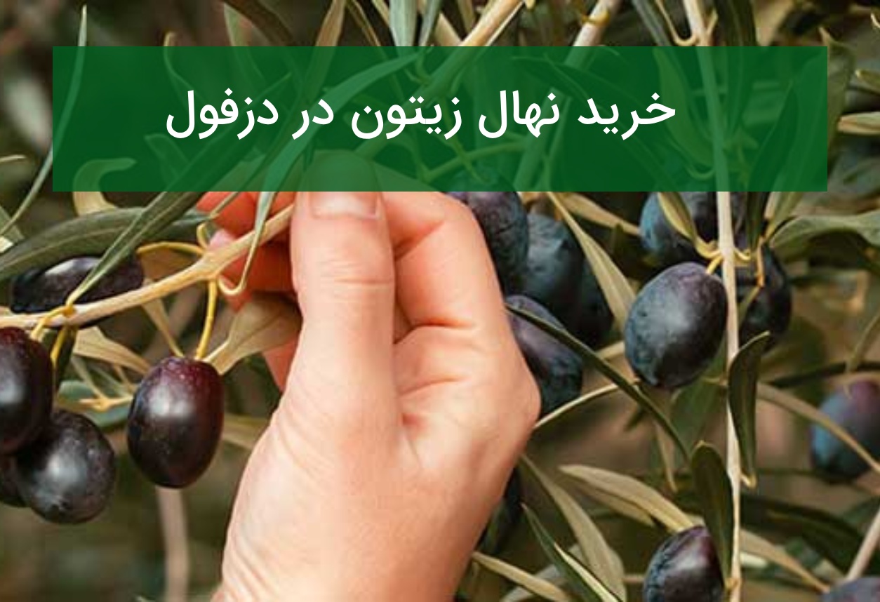 خرید نهال زیتون در دزفول؛ قیمت نهال و نکات کاشت در باغ