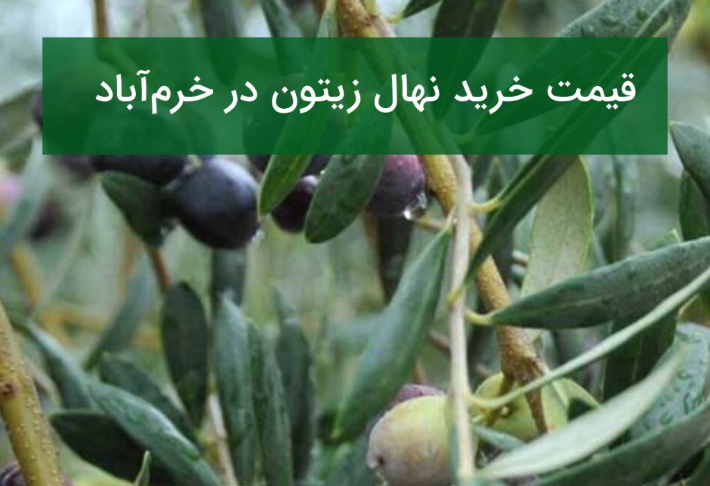 قیمت خرید نهال زیتون در خرم‌آباد