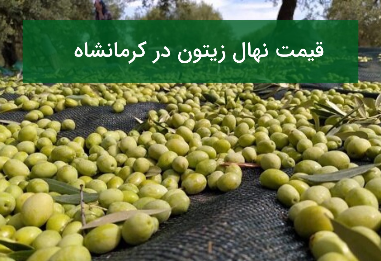 قیمت نهال زیتون در کرمانشاه؛ راهنمای خرید نهال سالم در تابستان ۱۴۰۵