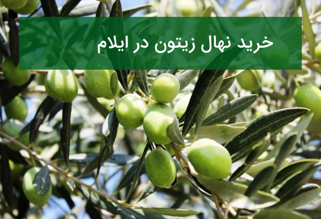 خرید نهال زیتون در ایلام؛ قیمت و بهترین نهال‌های قابل کشت
