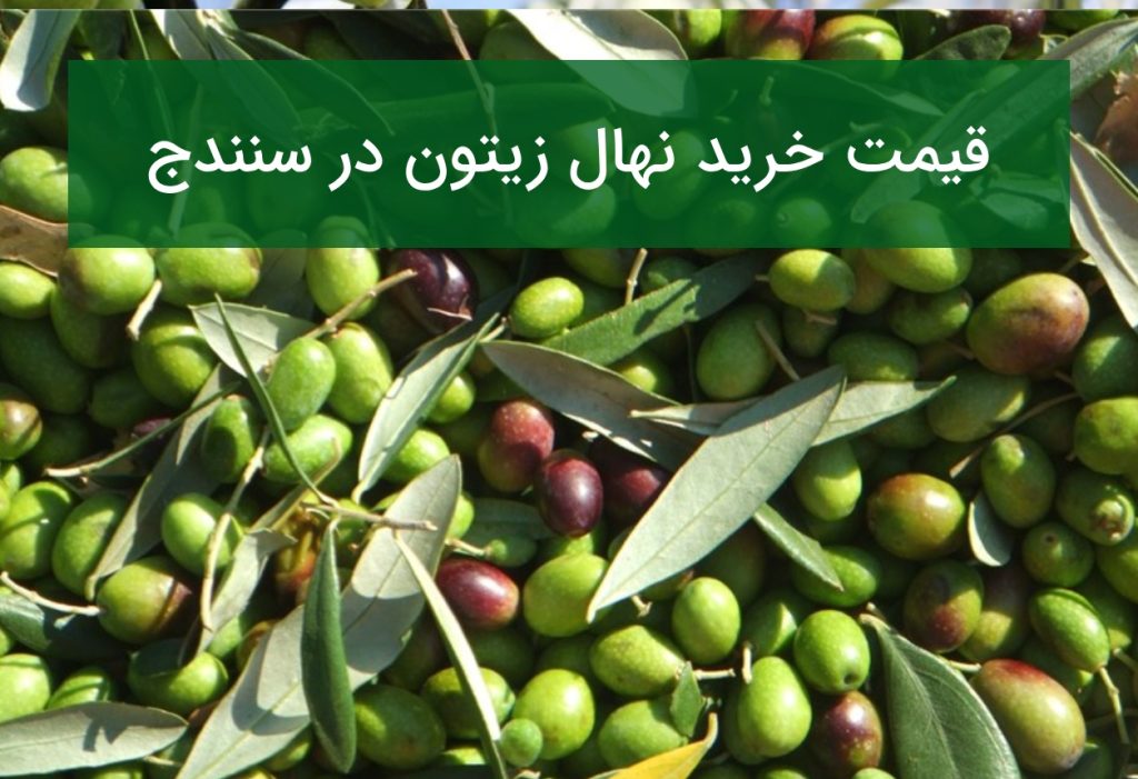 قیمت خرید نهال زیتون در سنندج