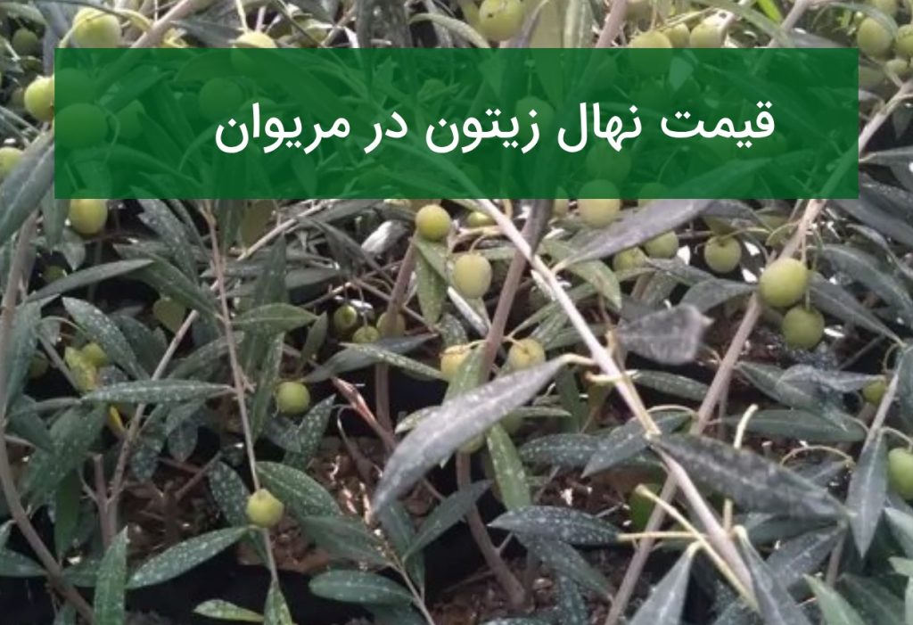 قیمت نهال زیتون در مریوان؛ خرید نهال مناسب باغ‌های زیتون
