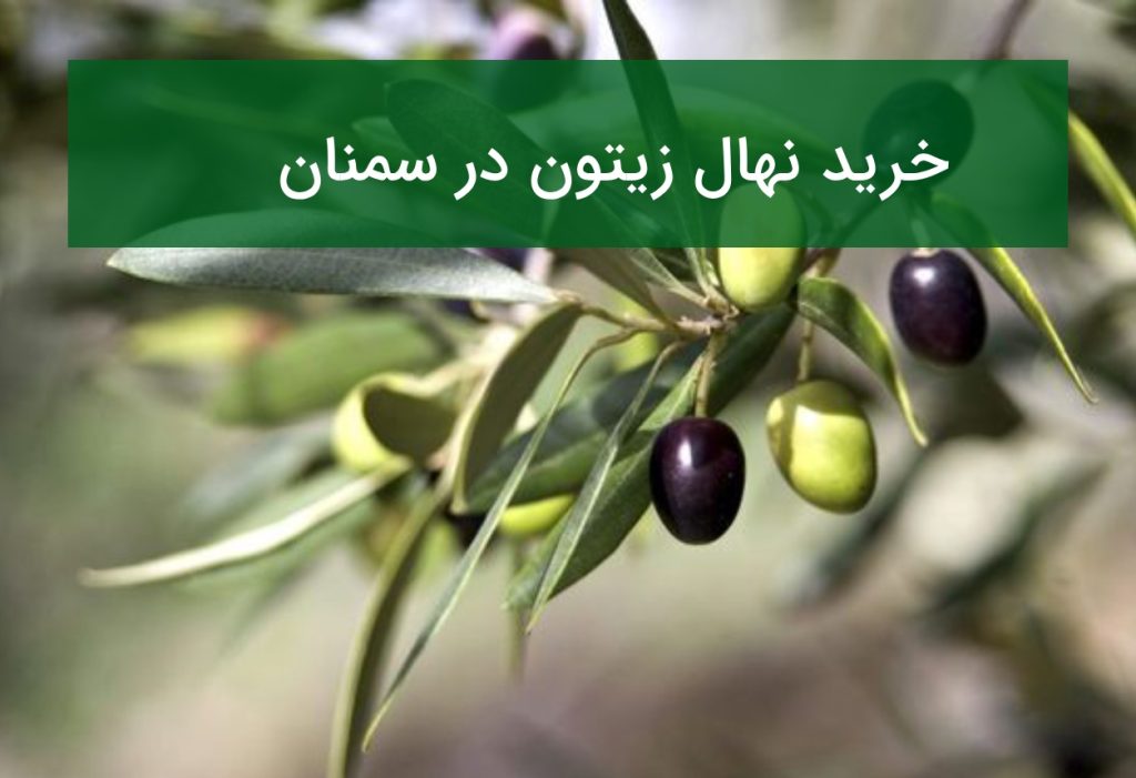 خرید نهال زیتون در سمنان؛ قیمت نهال مقاوم به خشکی و شوری