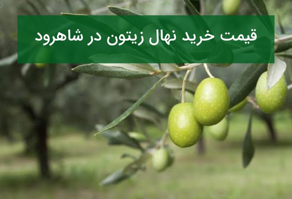 قیمت خرید نهال زیتون در شاهرود؛ ارقام مناسب برای احداث باغ