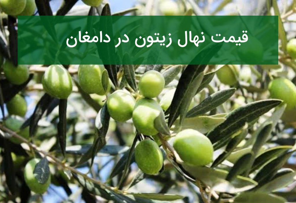 قیمت نهال زیتون در دامغان؛ راهنمای خرید نهال پربازده