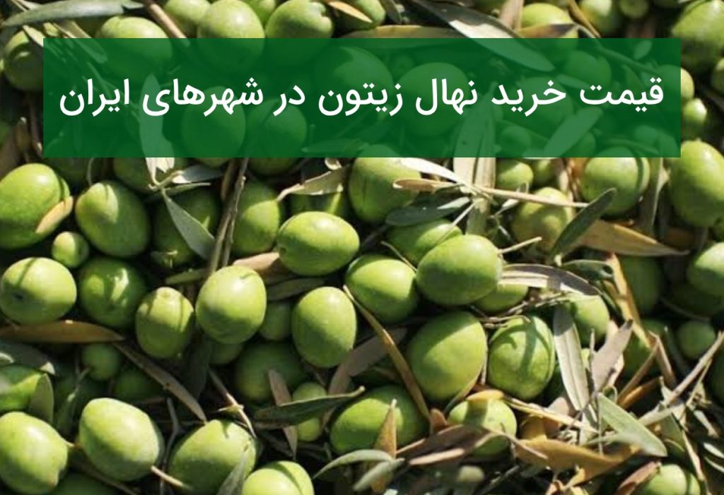 قیمت خرید نهال زیتون در شهرهای ایران؛ بررسی ارقام مناسب هر منطقه