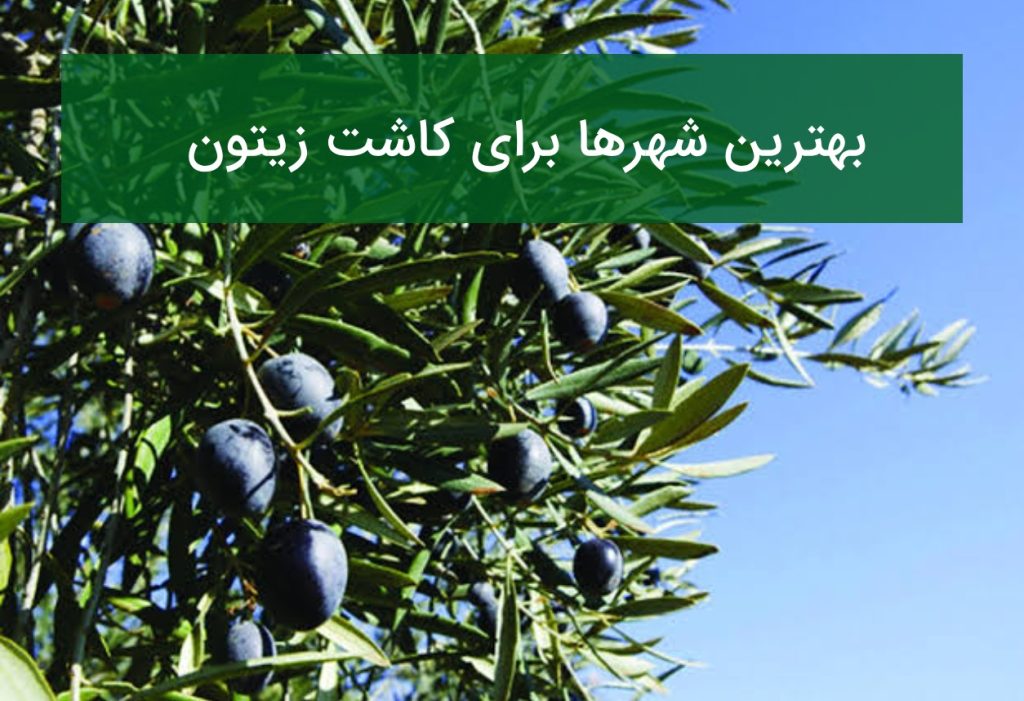 بهترین شهرها برای کاشت زیتون و قیمت خرید نهال در سال ۱۴۰۵