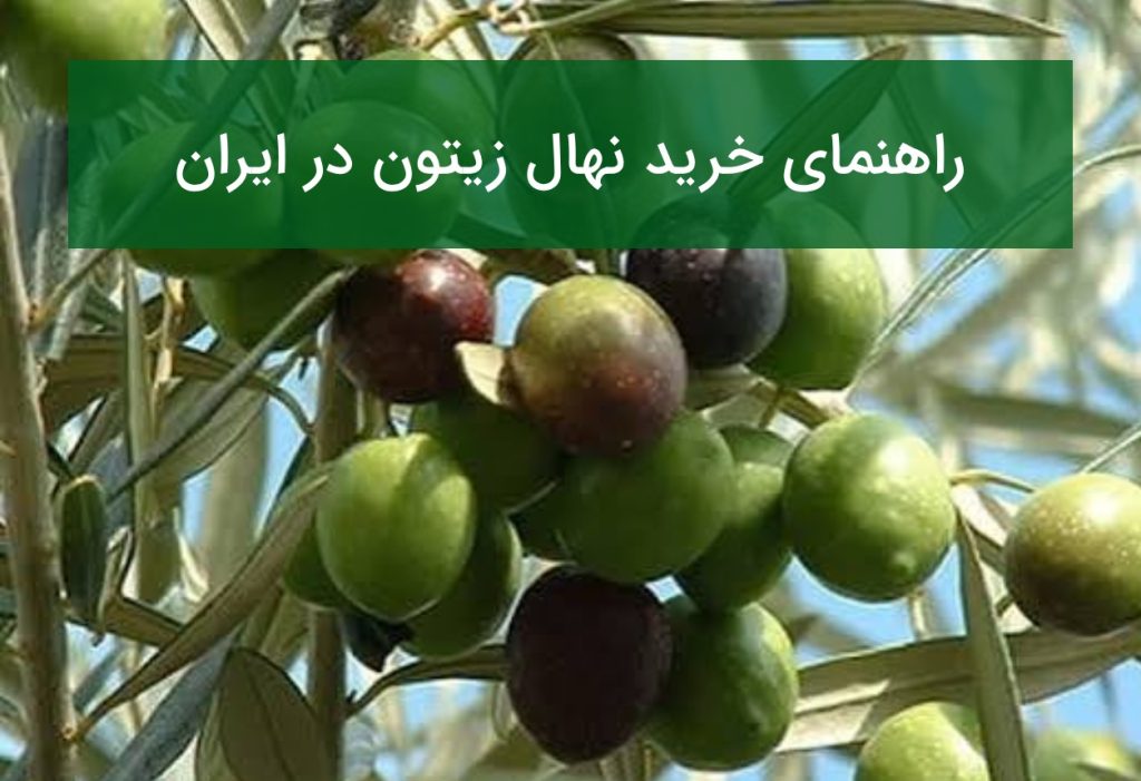 راهنمای خرید نهال زیتون در ایران؛ قیمت نهال در شهرهای مختلف