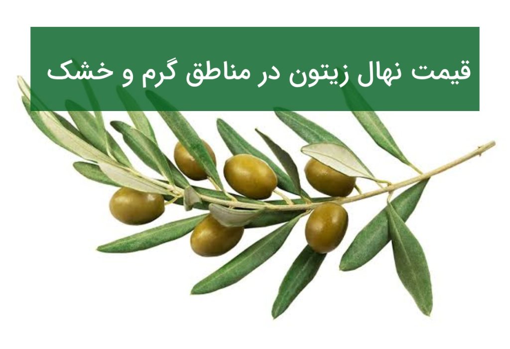 قیمت نهال زیتون در مناطق گرم و خشک ایران؛ کدام رقم مناسب‌تر است؟