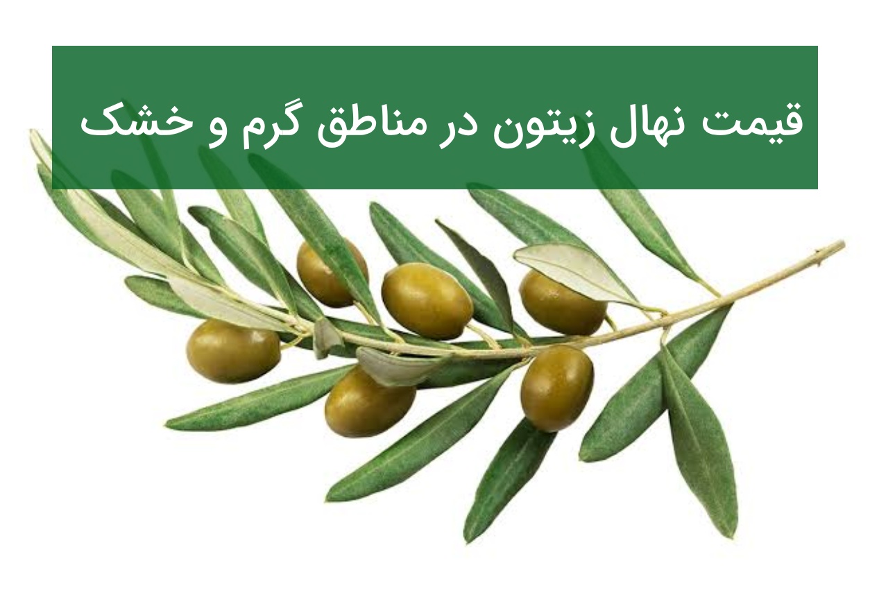 قیمت نهال زیتون در مناطق گرم و خشک ایران؛ کدام رقم مناسب‌تر است؟