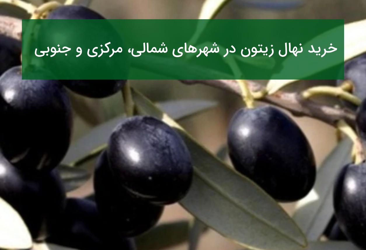 خرید نهال زیتون در شهرهای شمالی، مرکزی و جنوبی ایران