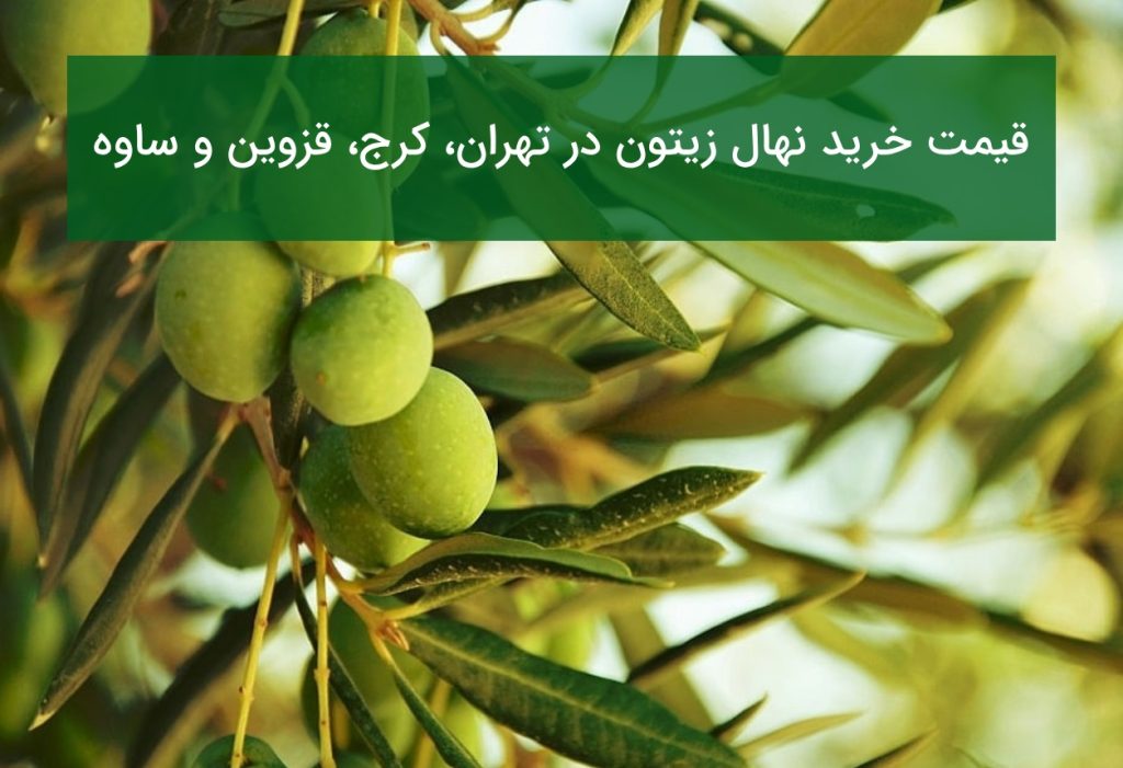 قیمت خرید نهال زیتون در تهران، کرج، قزوین و ساوه