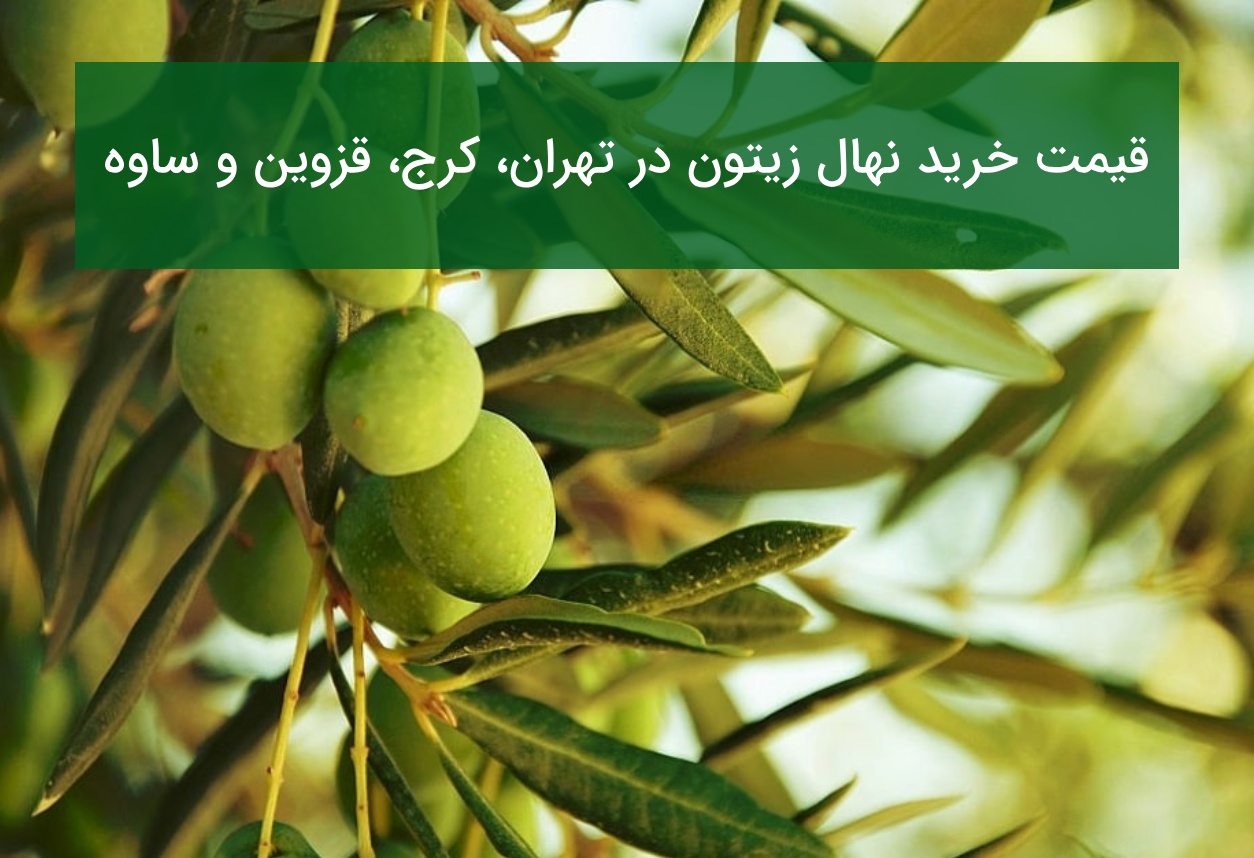 قیمت خرید نهال زیتون در تهران، کرج، قزوین و ساوه