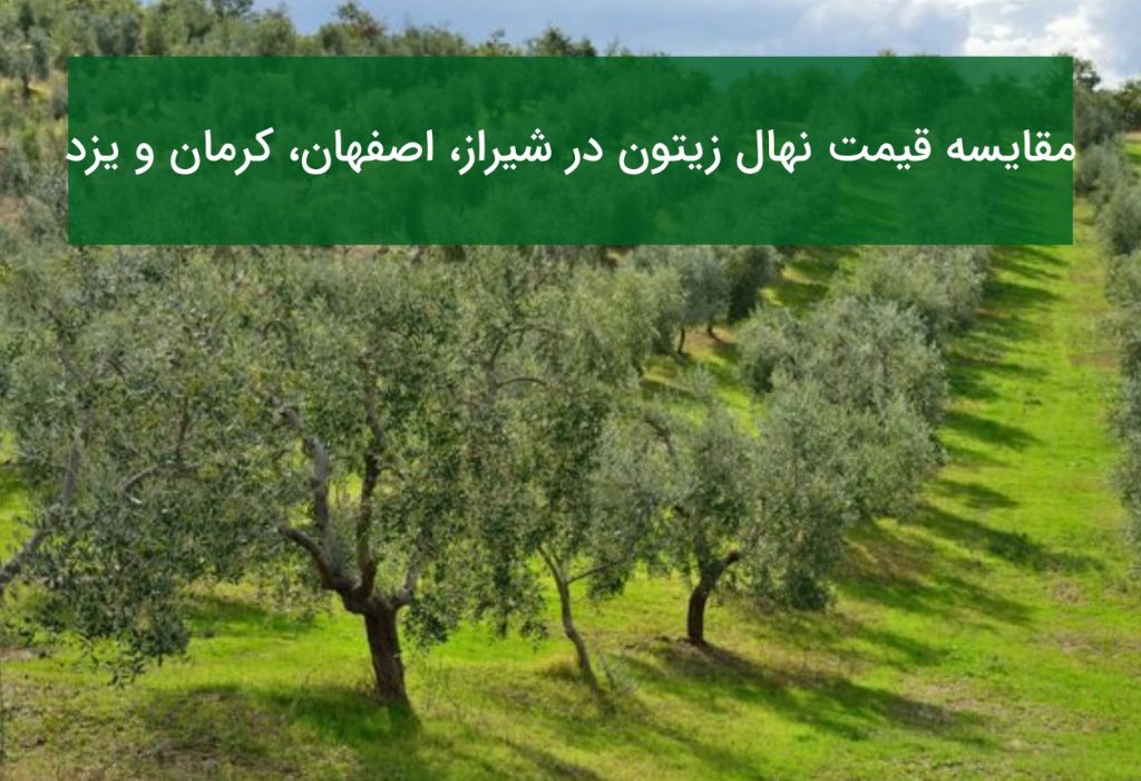 مقایسه قیمت نهال زیتون در شیراز، اصفهان، کرمان و یزد