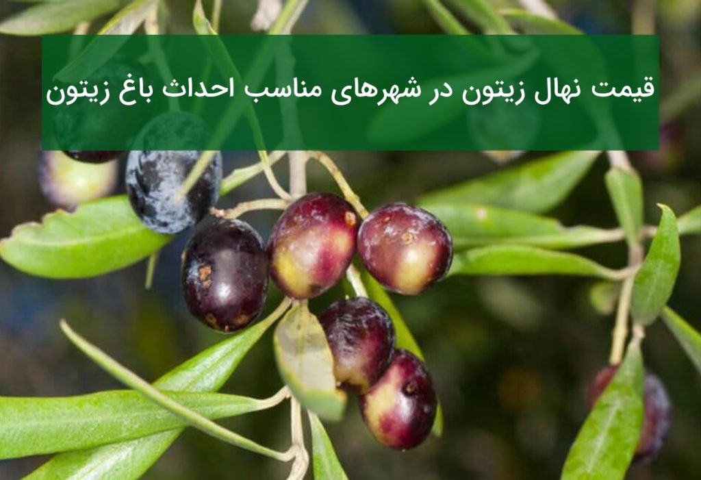 قیمت نهال زیتون در شهرهای مناسب احداث باغ زیتون