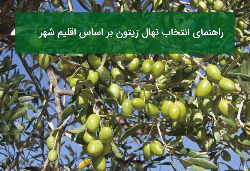 راهنمای انتخاب نهال زیتون بر اساس اقلیم شهر و میزان آب
