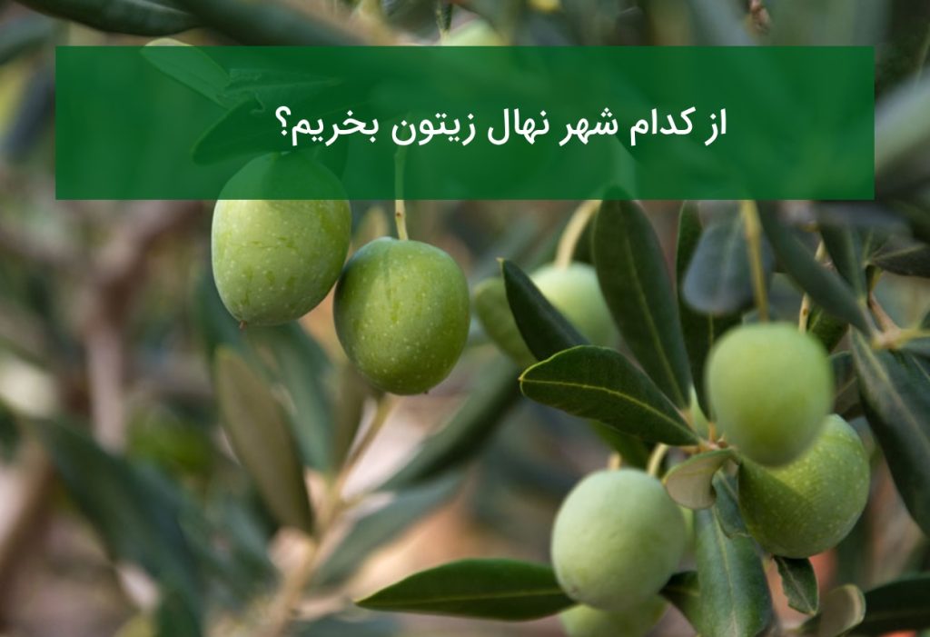 از کدام شهر نهال زیتون بخریم؟ بررسی قیمت و کیفیت نهال در تابستان ۱۴۰۵