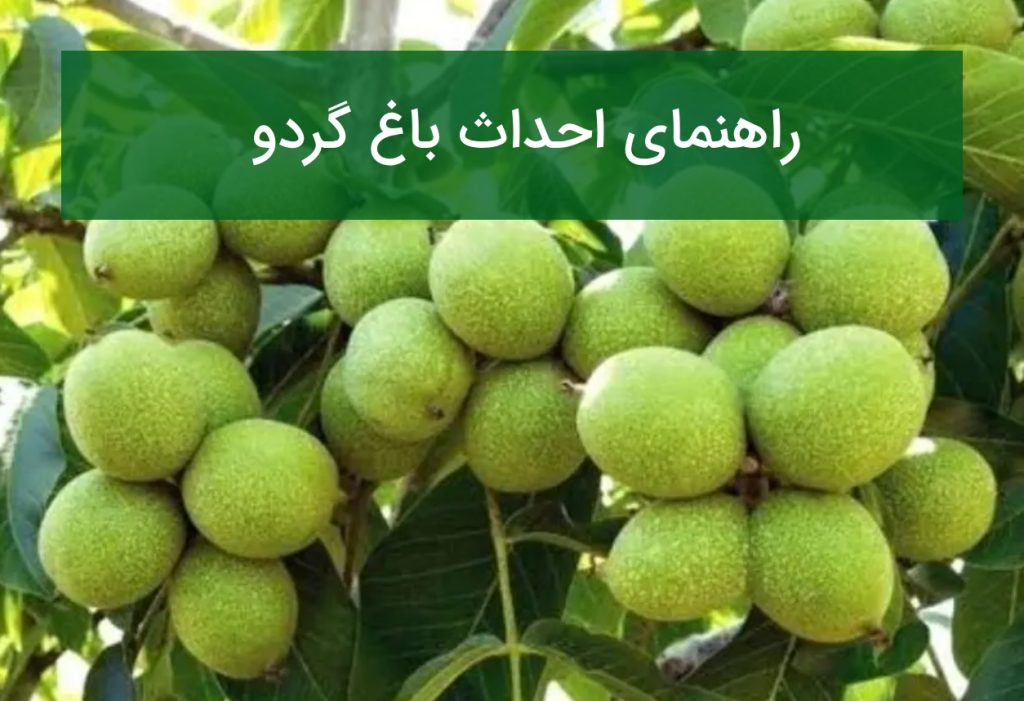 راهنمای احداث باغ گردو؛ انتخاب نهال، فاصله کاشت و برآورد سود