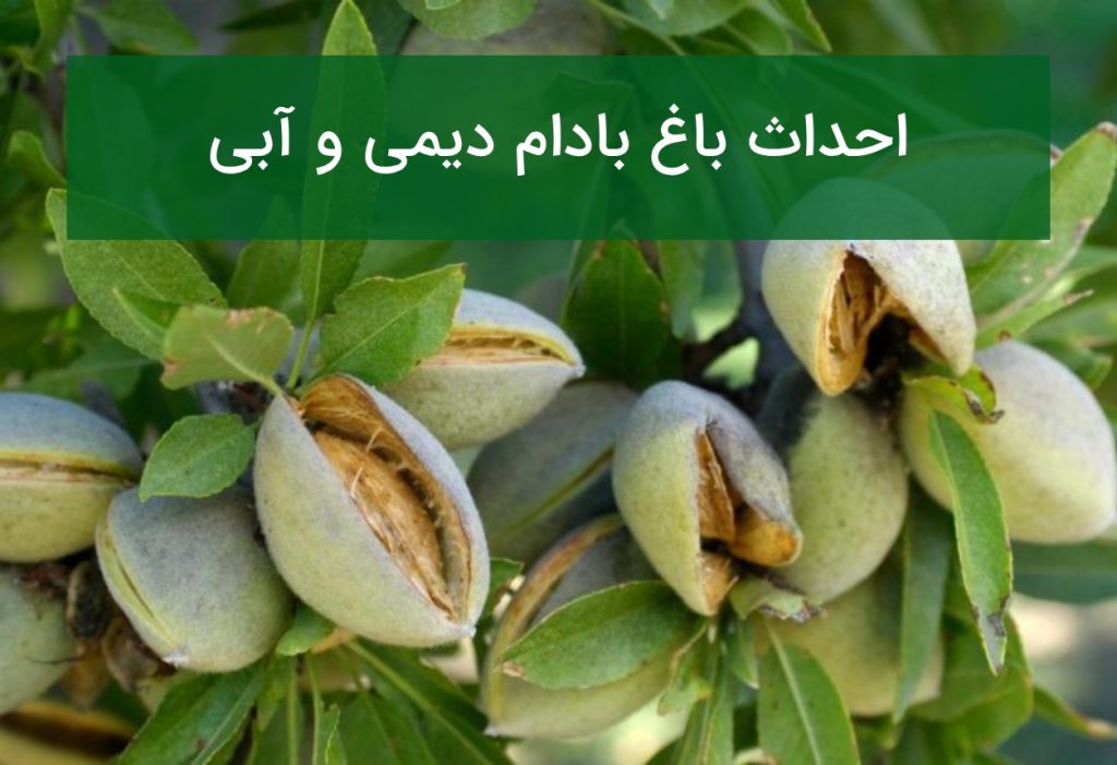 احداث باغ بادام دیم و آبی؛ بهترین ارقام و نکات افزایش باردهی