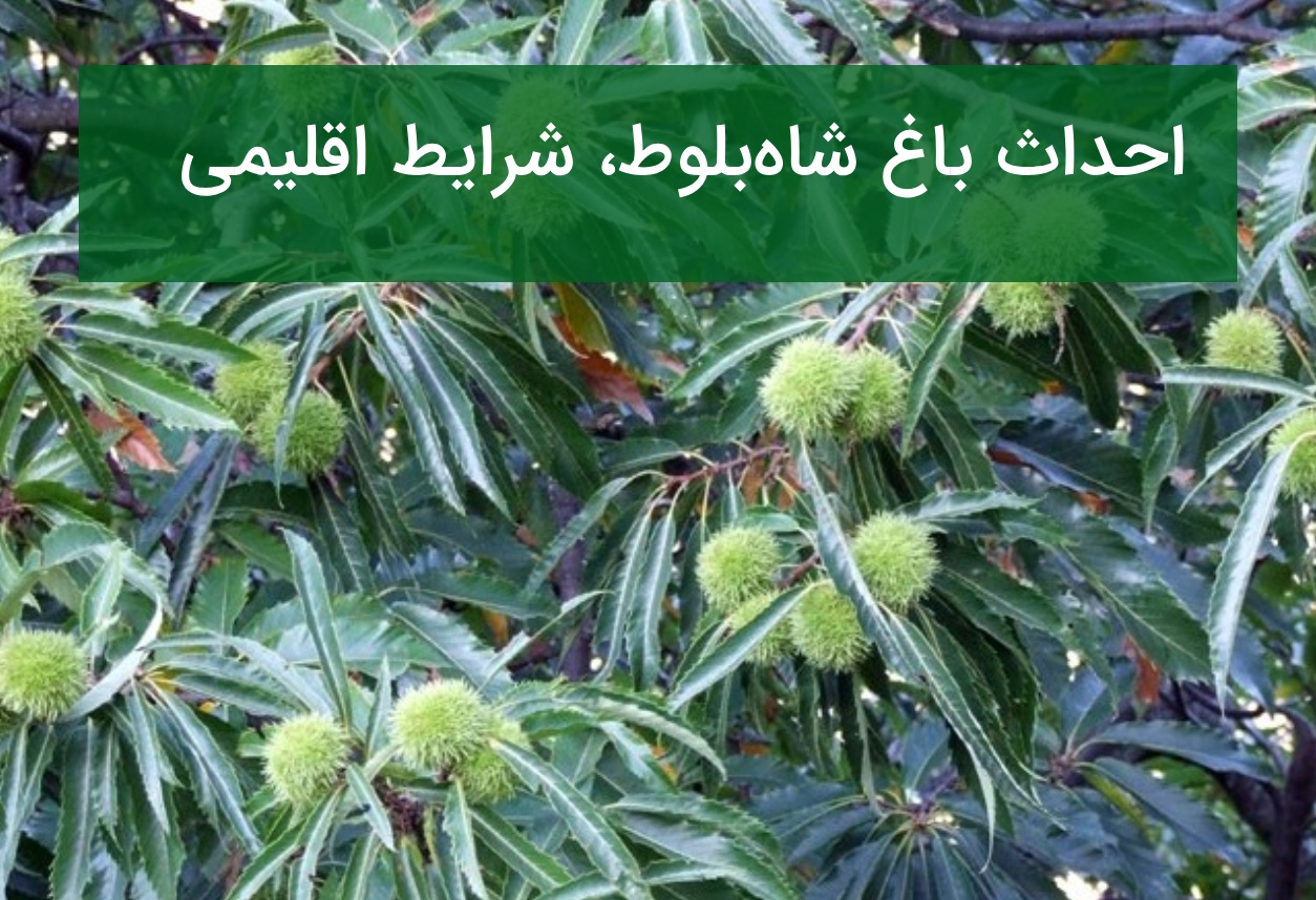 احداث باغ شاه‌بلوط؛ شرایط اقلیمی، خاک مناسب و روش کاشت نهال