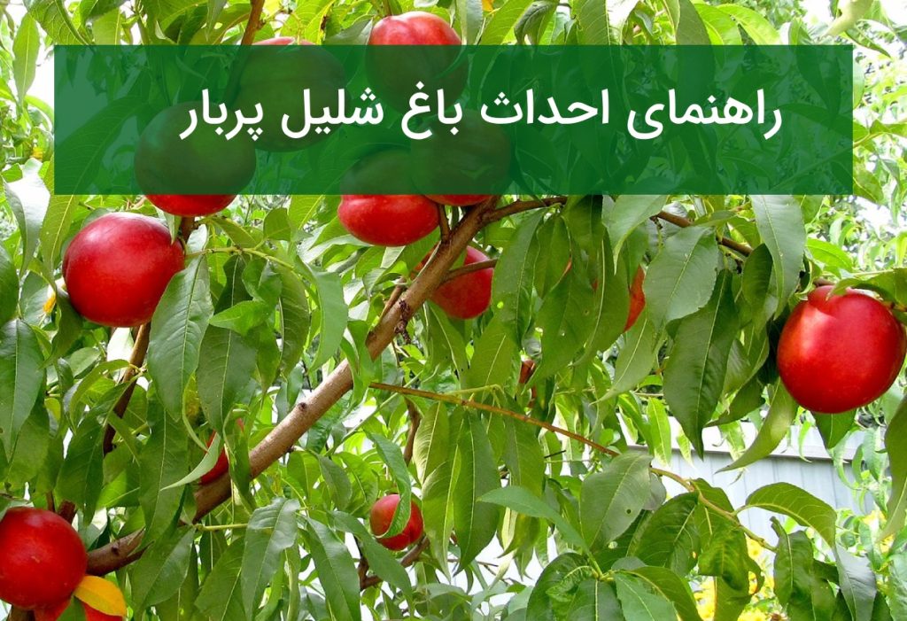 راهنمای احداث باغ شلیل پربار؛ انتخاب رقم و اصول آبیاری