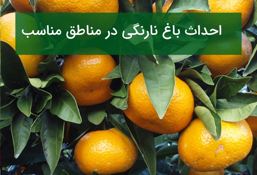 احداث باغ نارنگی در مناطق مناسب؛ ارقام پربازده و نکات کاشت