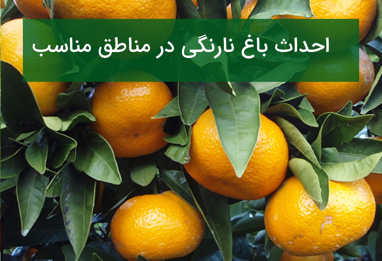 احداث باغ نارنگی در مناطق مناسب؛ ارقام پربازده و نکات کاشت