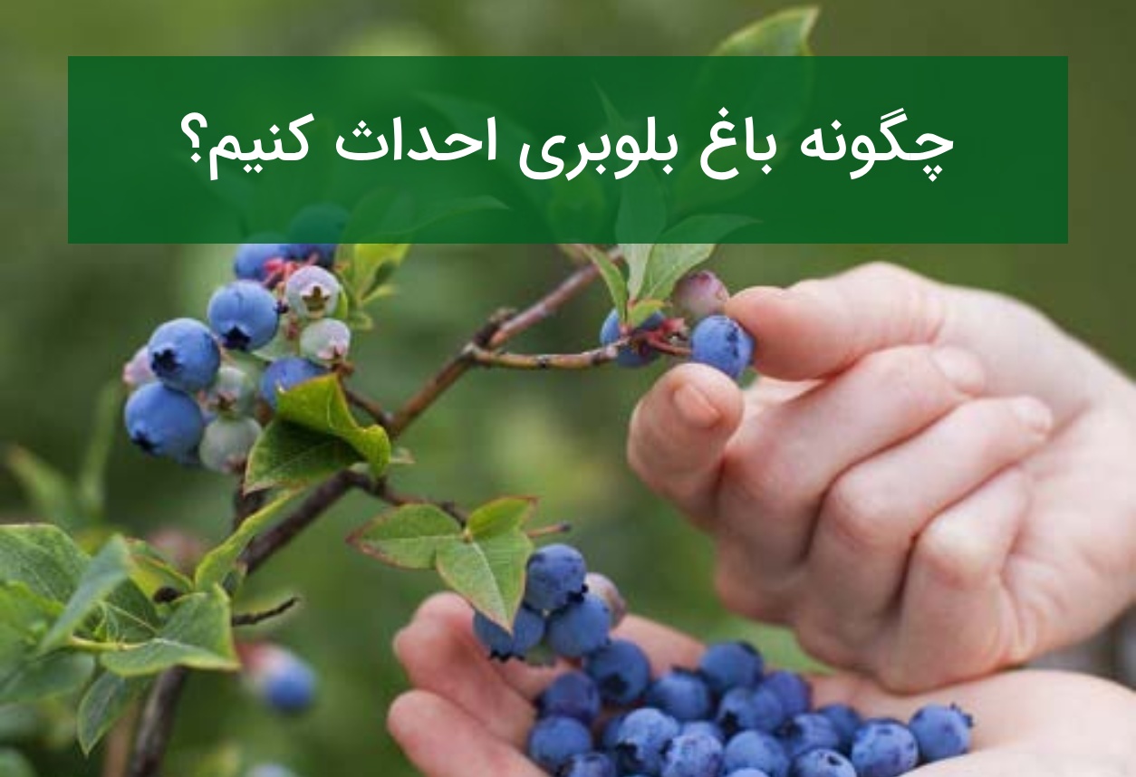 چگونه باغ بلوبری احداث کنیم؟ خاک اسیدی، رقم مناسب و آبیاری